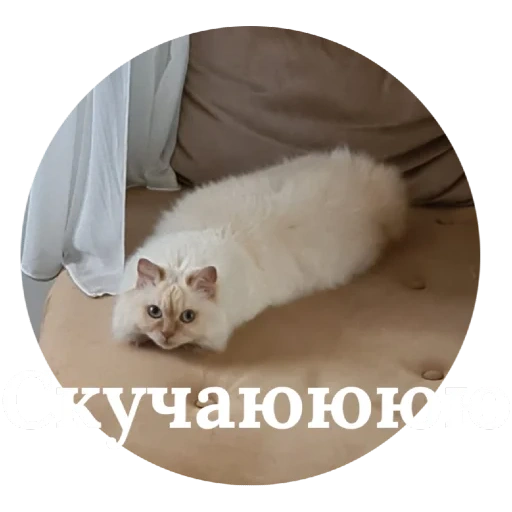 кот, кошка, кошечка, животные, кошка невская