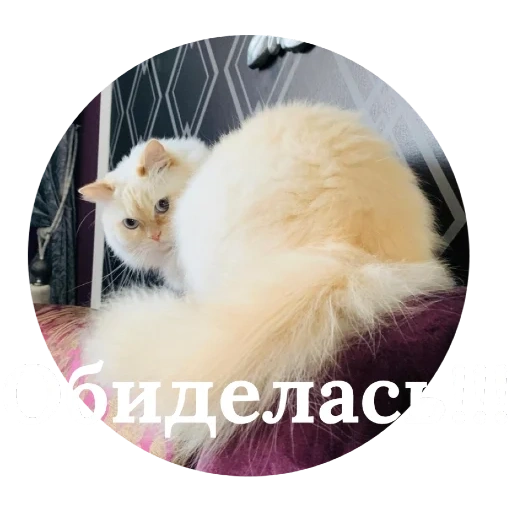 кот, котик, животные, животные кошки, пушистые животные