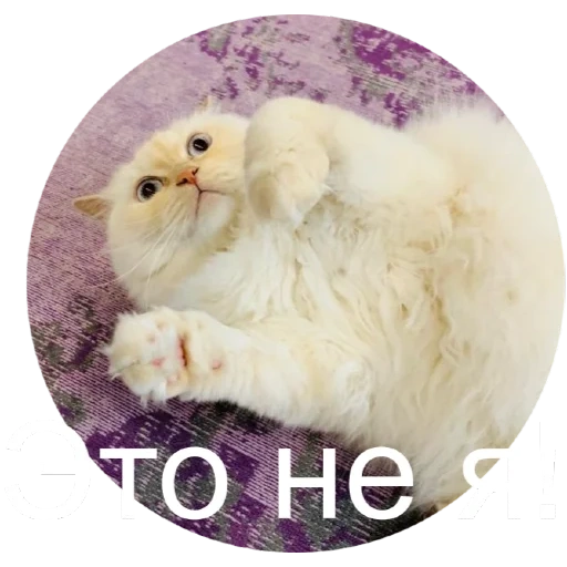 кот, котик, пушистый, няшный кот