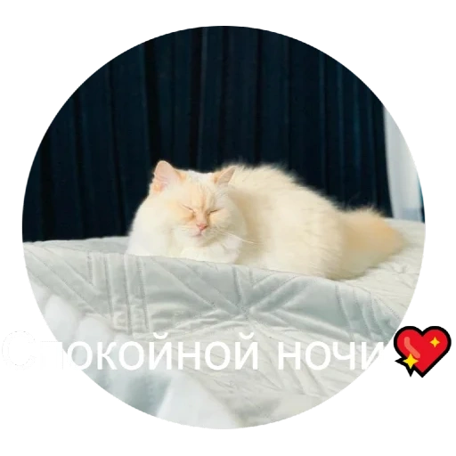 wishing night, animals are cute, good night dear, good night postcard, good night to you
