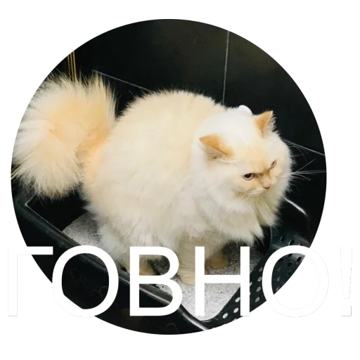 кот, персидский кот, персидская кошка, белый персидский кот, белая персидская кошка