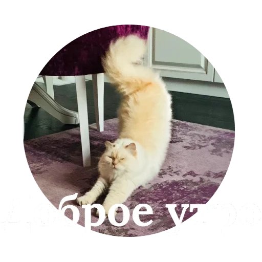 кот, кошка, котики, кошечка, смешные животные