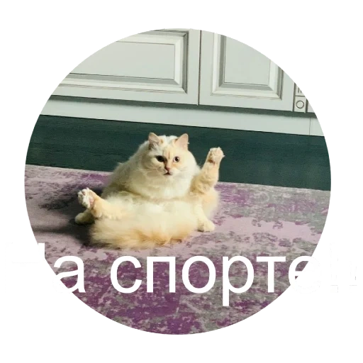 коты, мемы котами