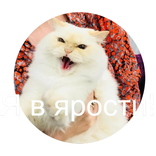 кот, котэ, котики, коты ван лав