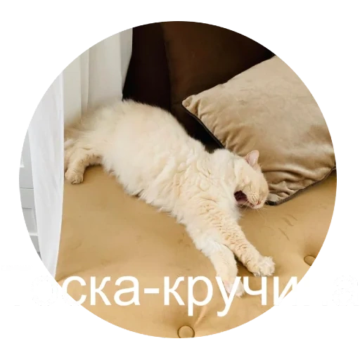 кот, котя, кошка, котики, популярные кошки