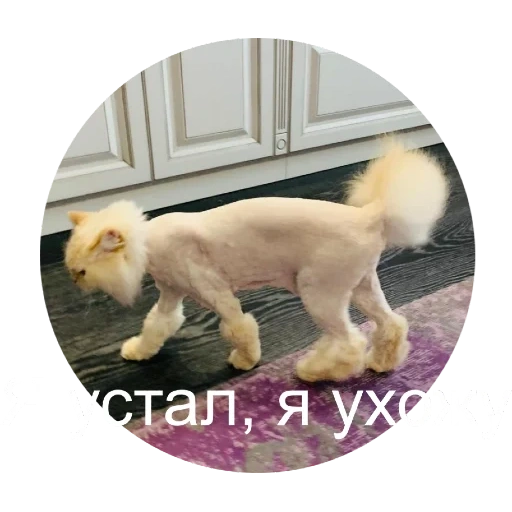 chat, coupe de cheveux, chat coupé, couper les chats, chat garni