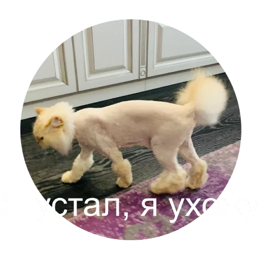 кот, кошка стрижка, стриженный кот, стриженные кошки, подстриженный кот