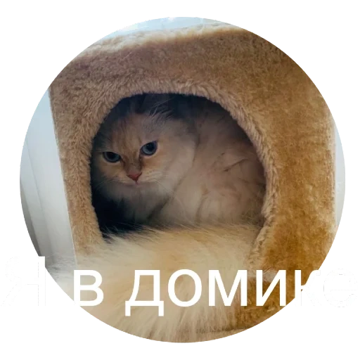 кот, кошка, домик кошки, кошачий домик, животные кошки