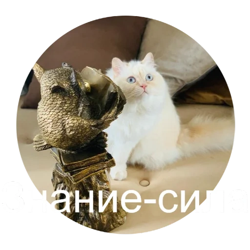 cat, кот, кошка, котики, животные милые