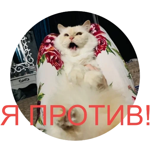 кот, кот шар, кот кот, животные милые