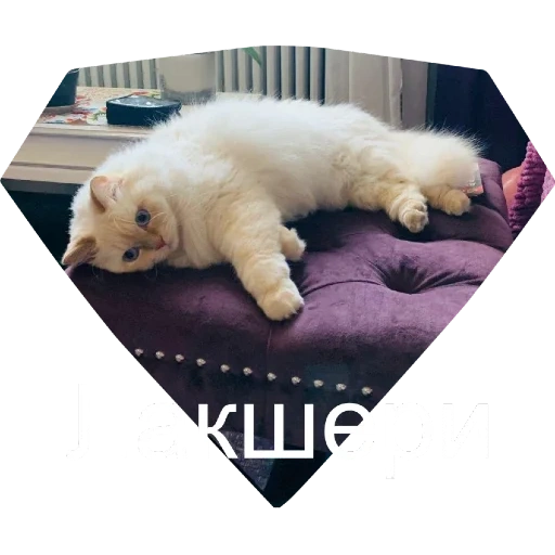 gatto, ke jia, gli animali, samoye dorme