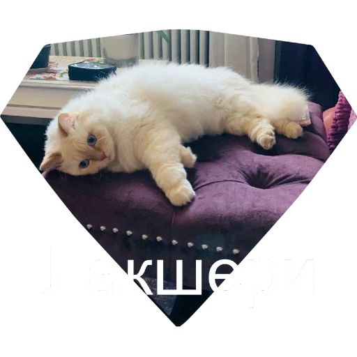 кот, котя, животные, самоед спит