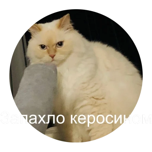 кот, кошечка, кот экзот, котик экзотик, жирный кот ест