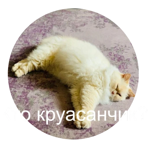 kucing, kucing tidur, kucing ngantuk, kucing tidur