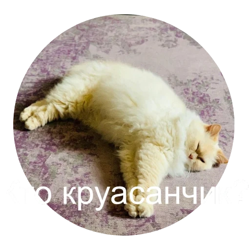 кот, спящий кот, сонный кот, спящий котик