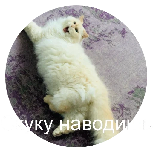 кот, кошка, животные, белая кошка, животные милые