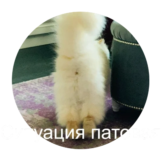 кот, кошка, животные, собака шпиц, померанский шпиц