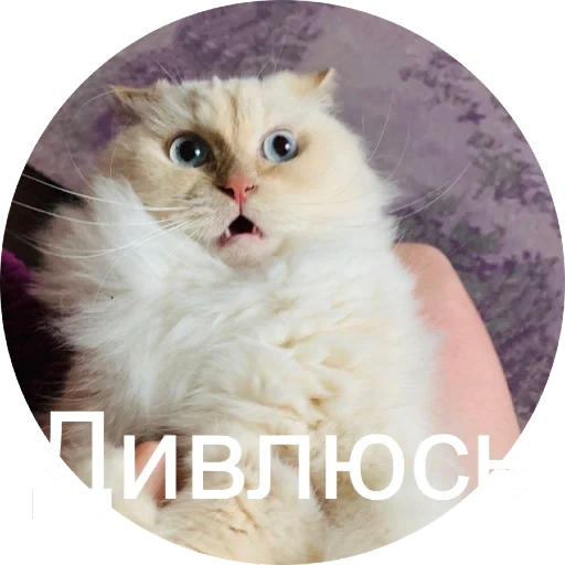 кот, котик, кошка, пушистый, кот пушистый