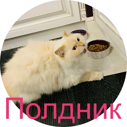 кот, котик, кошка, животные, ангорская кошка