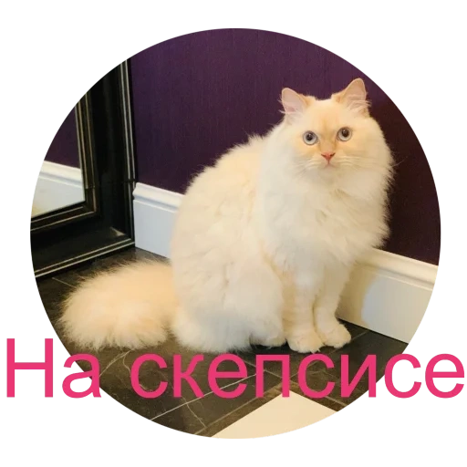 kucing anggora, angora tuli kucing, kucing berbulu putih, kucing angora turki, kucing berambut panjang