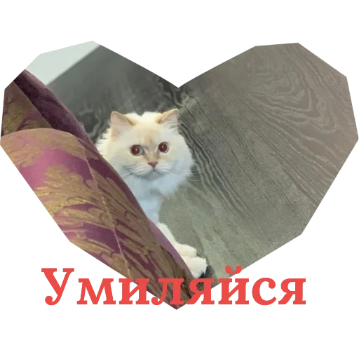 кот, котики, кот кот, животные, животные милые