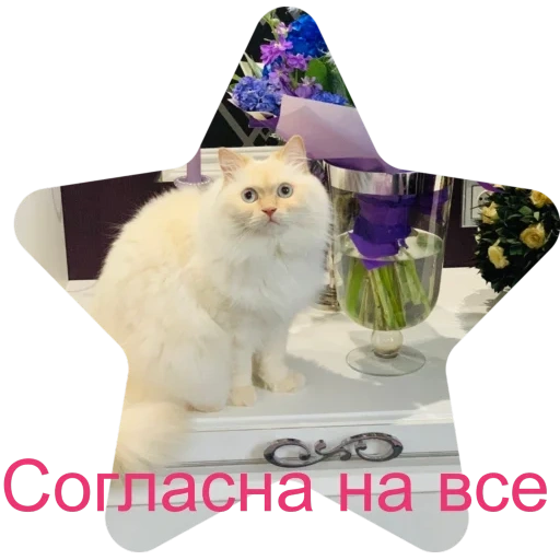 кот, кошка, животные, кот фиолетовый, белая пушистая кошка