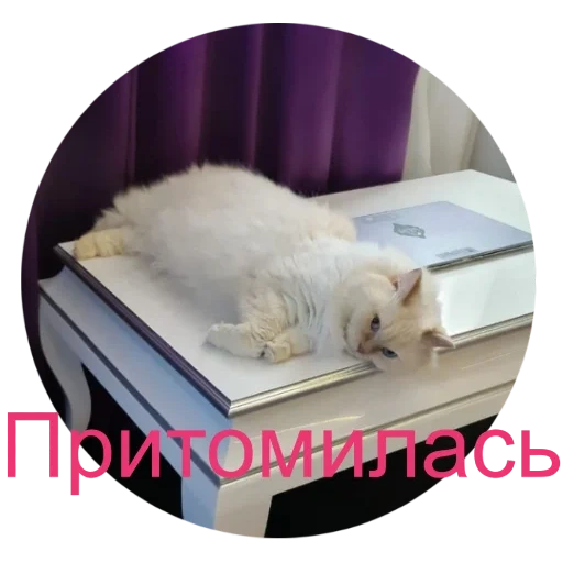 кот, кошка, котики, животные, кошки милые