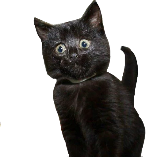 kucing, kucing, kucing hitam, anak kucing hitam, scottish strit black