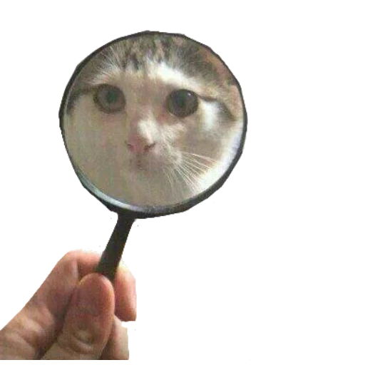 gatto, kote, gatto con una lente d'ingrandimento, il gatto è per un vetro d'ingrandimento