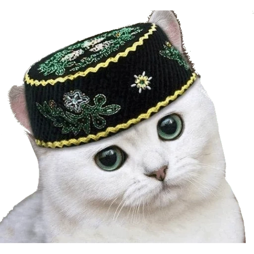 soleggiato, cat tatar, il gatto è un cestino, tatar skullcap, copricapo tataro soleggiato
