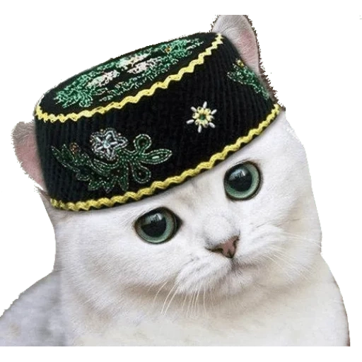 tubes, chat tartare, tête de chat, cap tatar, cap tatar