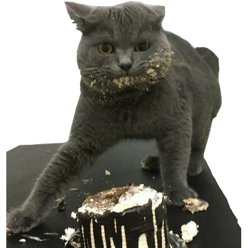 кот, кошка, кот ест торт, тортик котика, котики смешные