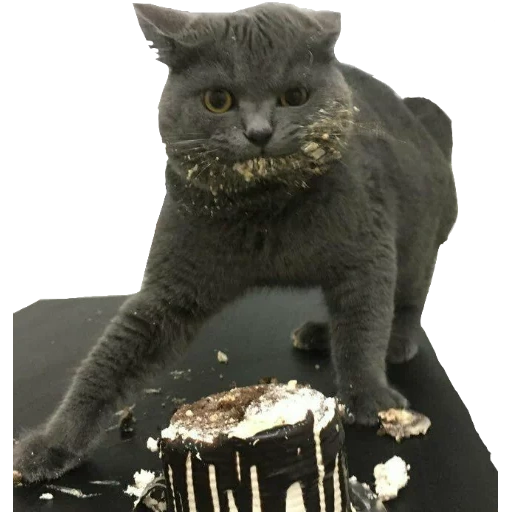 die katze, die katze, katze isst kuchen, die katze kuchen, seehunde sind lächerlich