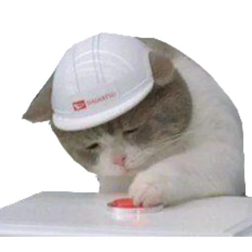 casque de sécurité pour chat, casque d'otarie à fourrure, mème casque chat, chat triste, le chat appuie sur le bouton