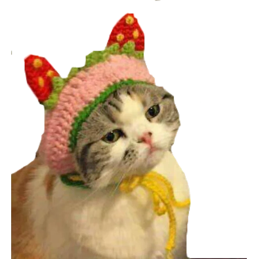 кошка, кот шапке, кошка шапочке душа, милые котики смешные, котик шапочке клубники