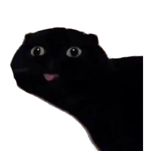 die katze, cat cat, mem für die katze, the black cat, schwarze katze zunge