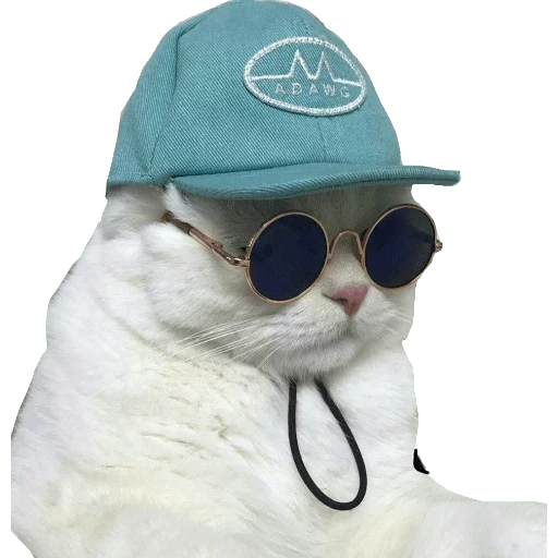 cat of round glasses