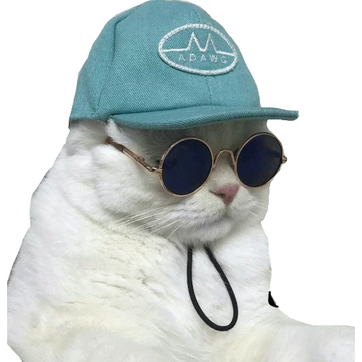 gato de gafas redondas