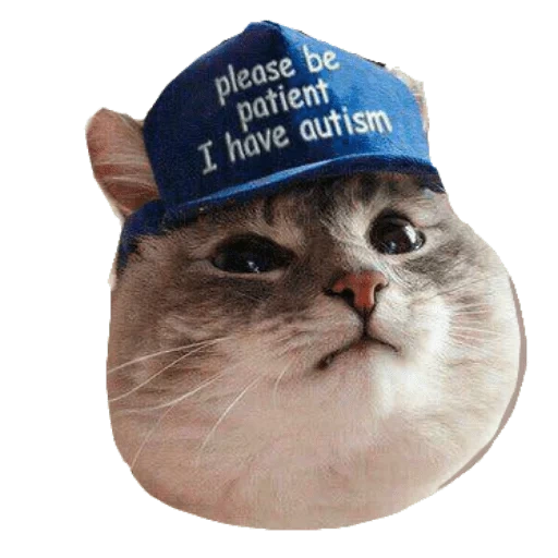 gato, cat, cão do mar, autism cat, autismo de chapéu de gato
