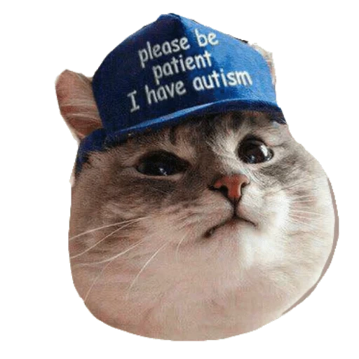 gato, gatos, gato, gato de autismo, cat kepke autist