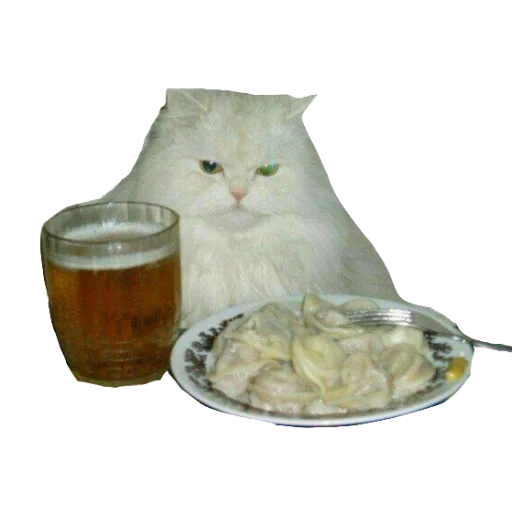 kote, cat with beer, cat pelmen, the cat with beer dumplings, a cat with beer dumplings
