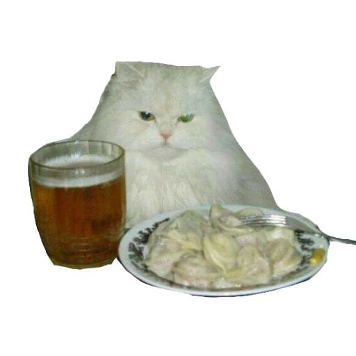 kurt, die katze die bier trinkt, knödel für die katze, knödel mit katzenbier, seehundbierknödel