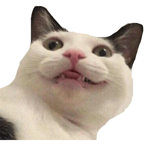 meme gatto, meme gattino, meme gatto, meme di gatti, cat with labbra meme