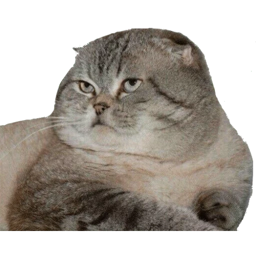 скоттиш фолд, толстый вислоухий кот, упитанный скоттиш фолд, шотландский вислоухий кот, толстые шотландские вислоухие коты