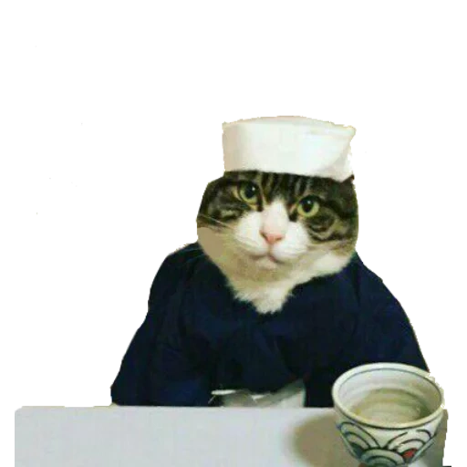 cat, cat food, cat lunch, cat sushist, the cat lunch