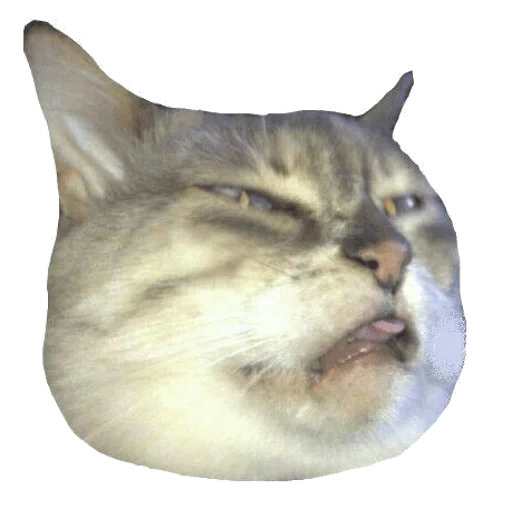 meme cat, the muzzle of the cat, you stink the cat, disgusting cat