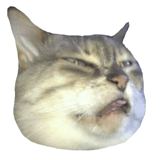 meme cat, face de chat, chat puant, déteste les chats