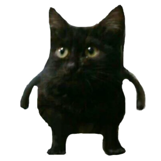 tan blate, kisyukin, así que blate cat, meme de gatito negro