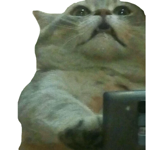 gato, zubtsov, gato fu mem, memes de gatos, los gatos son divertidos