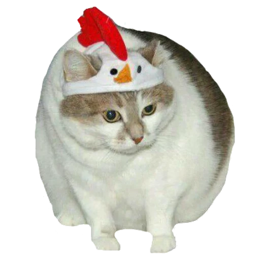 кот, cat, котик, котик шапочке, смешные котики шапочках